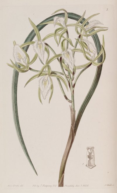 Brassavola martiana by Miss Drake